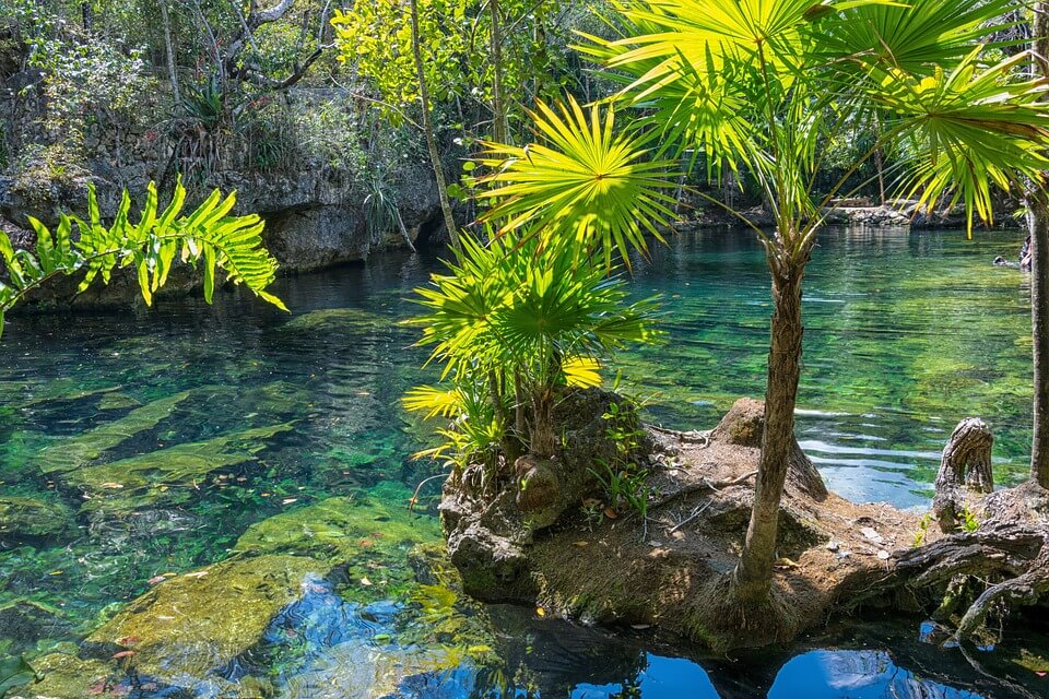 cenote mexique vegetation eau transparente cuba ou mexique
