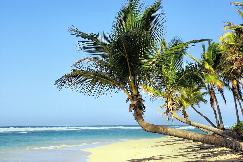 cuba ou mexique palmiers varadero