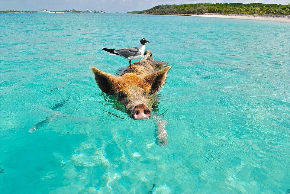 exuma cochon eau bahamas îles paradisiaques du monde