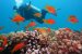 plongeurs poissons rouges réserve cousteau en guadeloupe