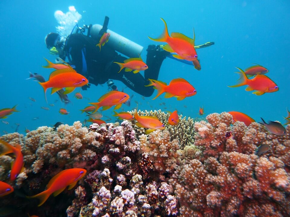 plongeurs poissons rouges réserve cousteau en guadeloupe