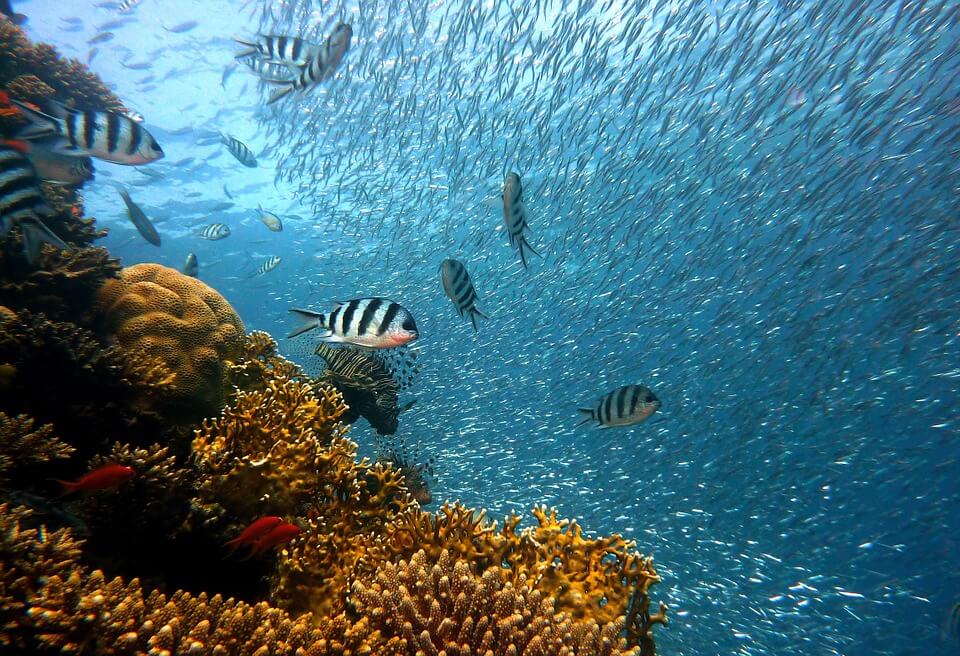 poissons fond marins coraux réserve cousteau en guadeloupe