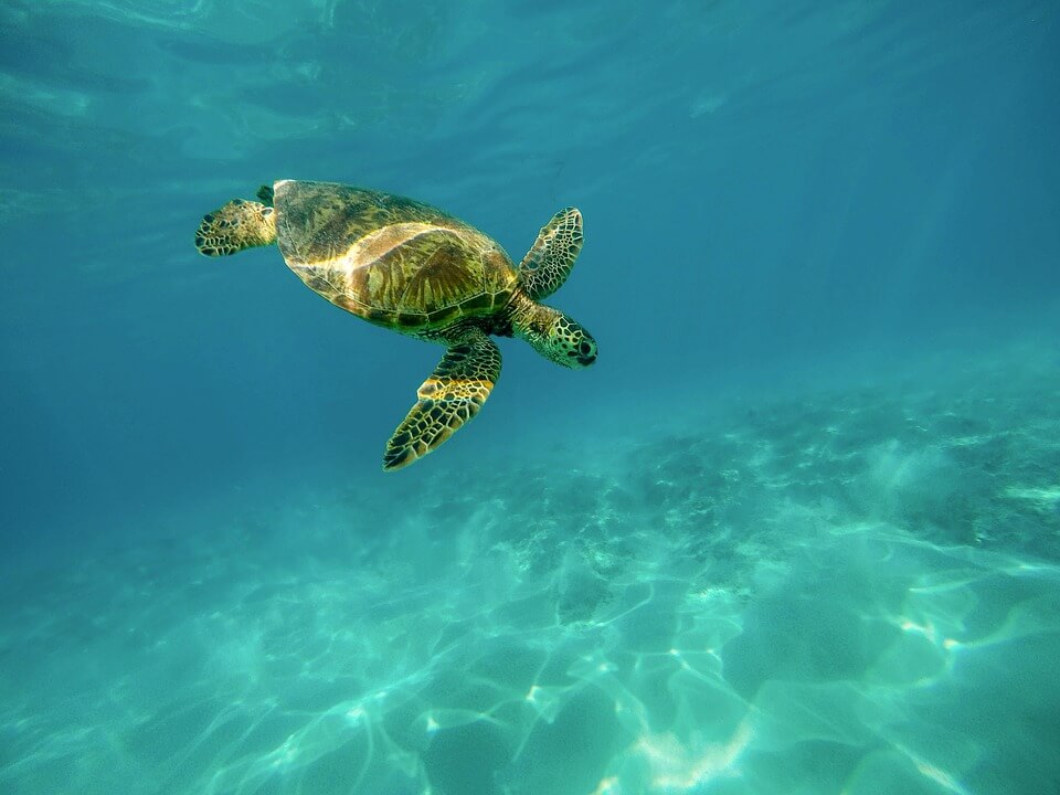 tortue de mer réserve cousteau en guadeloupe