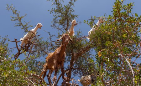 Une escapade au cœur de la campagne marocaine vous fera rencontrer des scènes insolites comme ces chèvres perchées dans les arganiers.