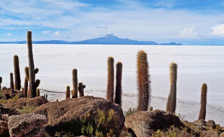 cactus désert de sel en bolivie