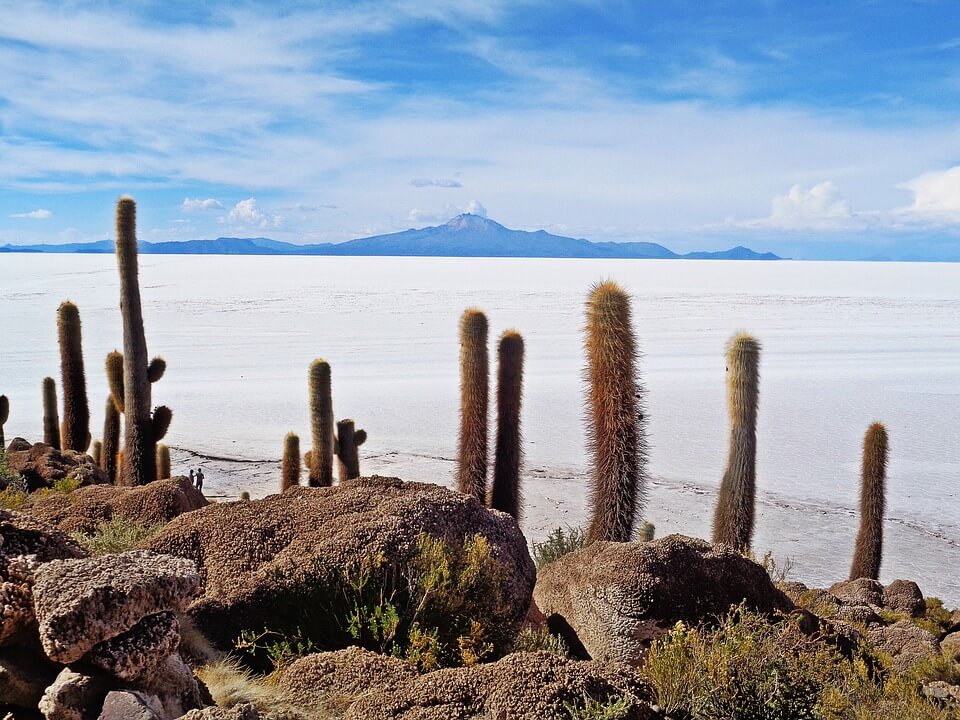 cactus désert de sel en bolivie