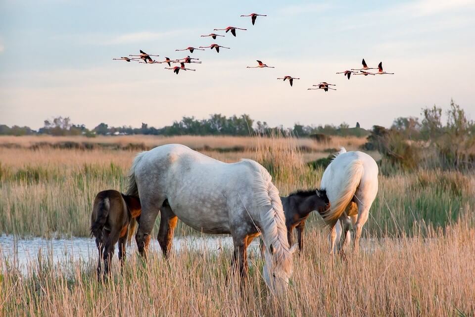 chevaux oiseaux camargue france où partir pour 500 euros par personne