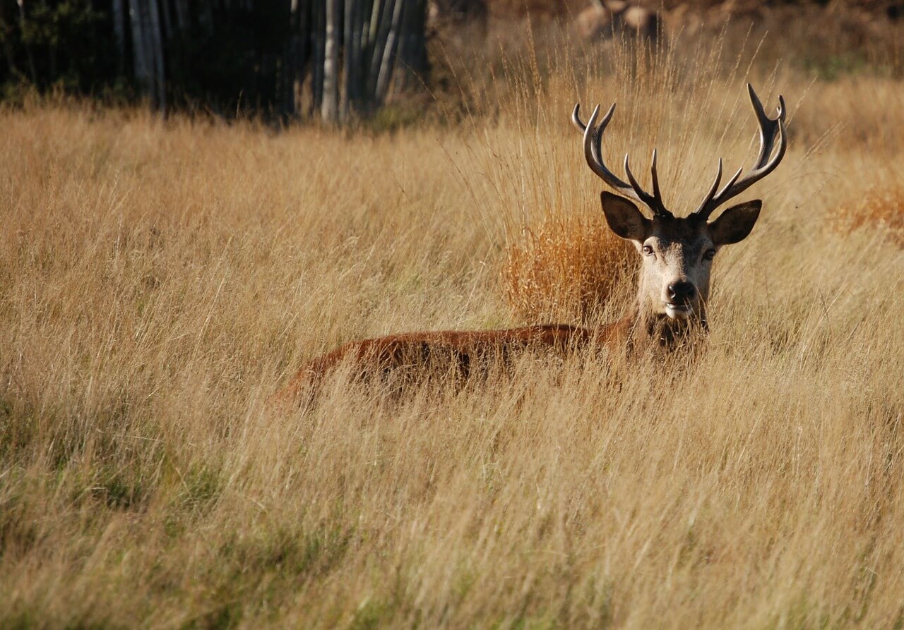 cerf richmond park londres hors des sentiers battus