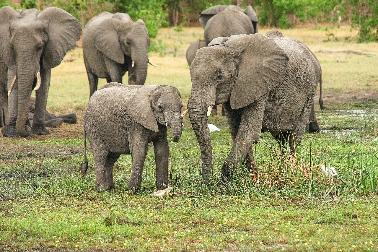 elephants safari au botswana