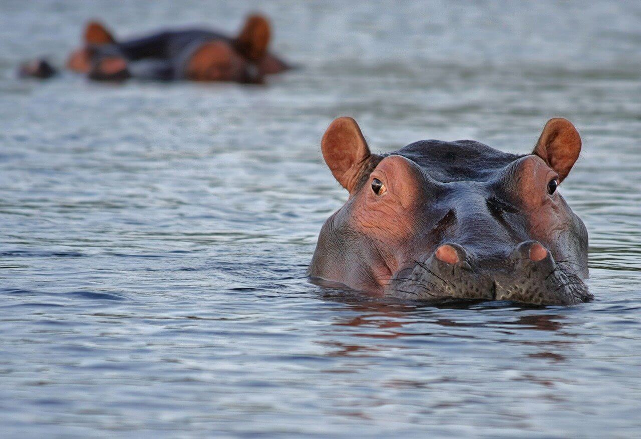 hippopotame safari au botswana