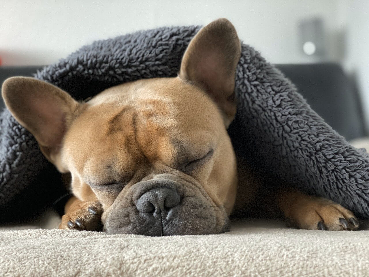 chien sous un plaid montcuq en hiver