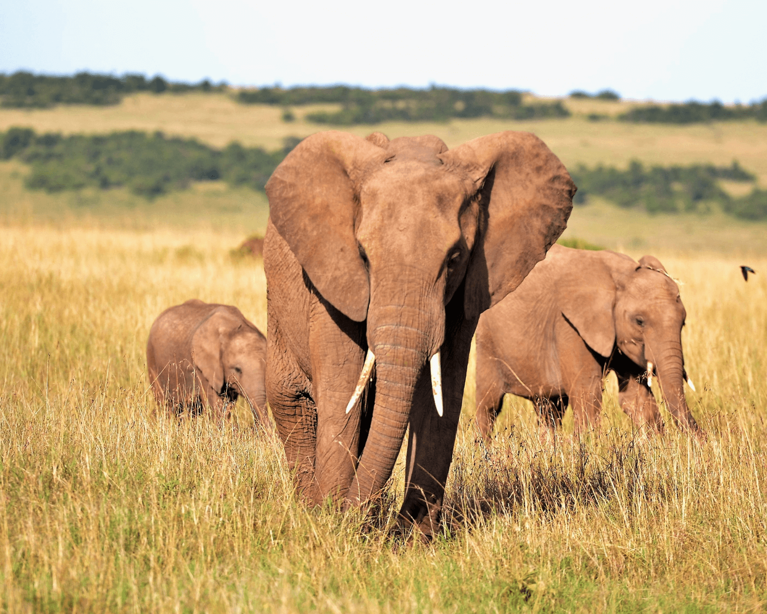 éléphant savane safari kenya ou tanzanie