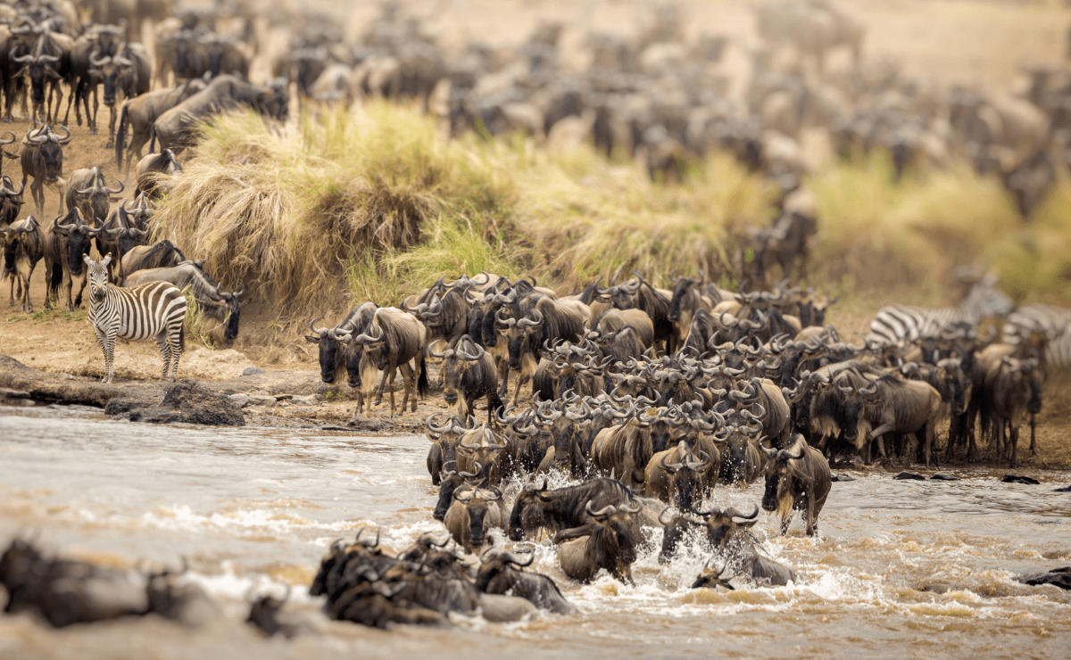 grande migration safari kenya ou tanzanie