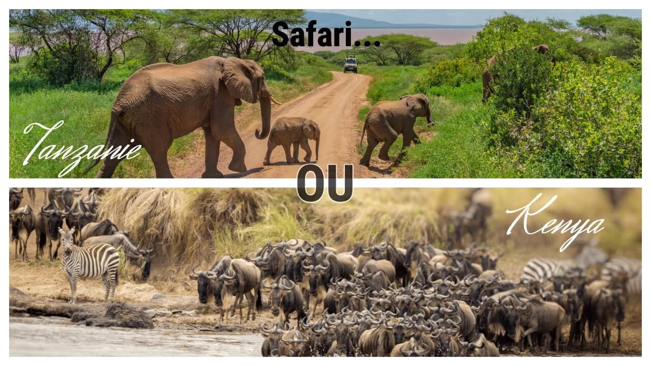Safari au Kenya ou en Tanzanie ? Nos conseils pour faire votre choix !