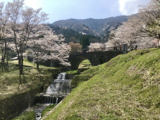 Cerisiers en fleurs dans le parc Kamagatani