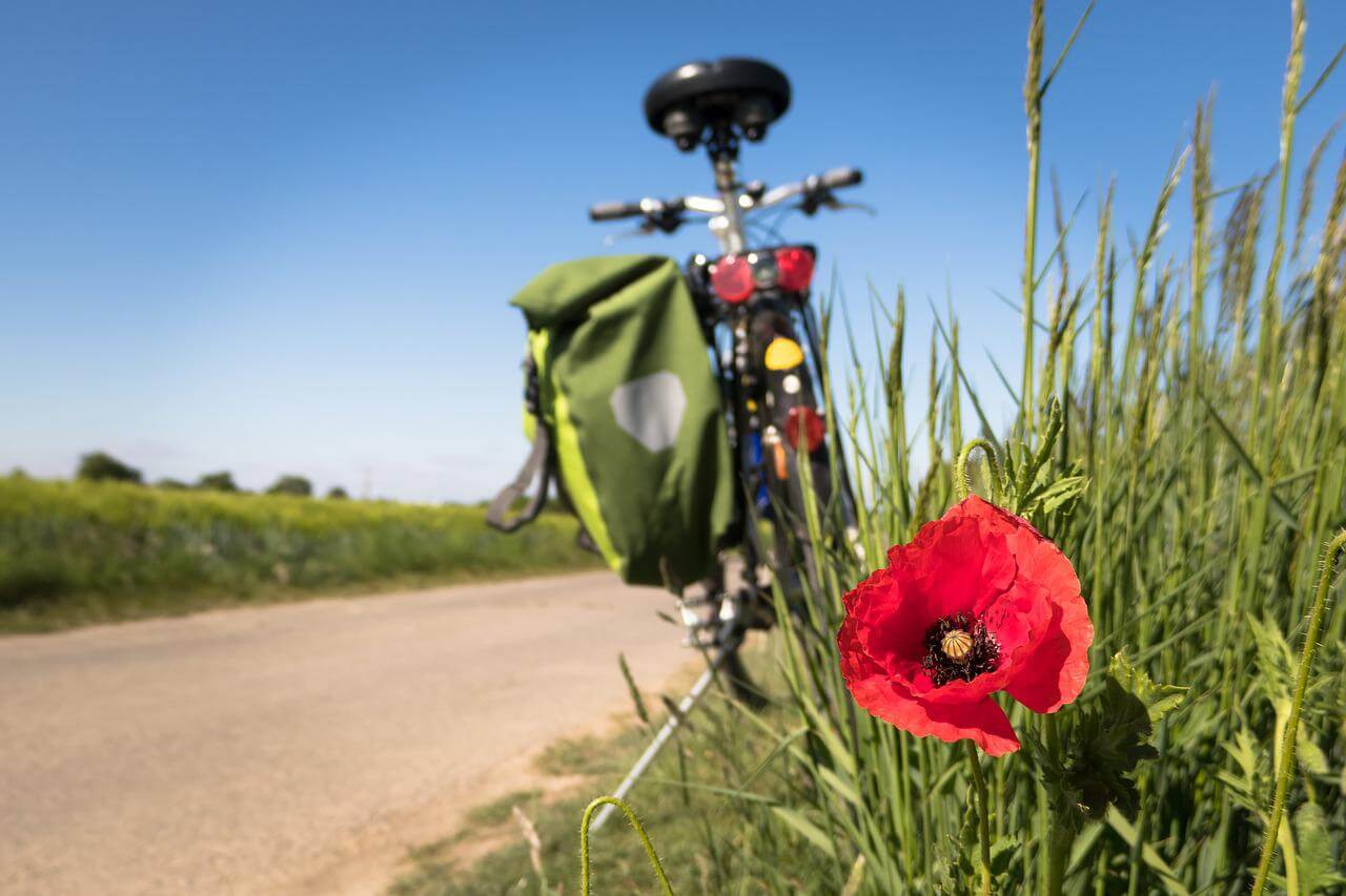 route velo bord de route coquelicot voyage à vélo en france