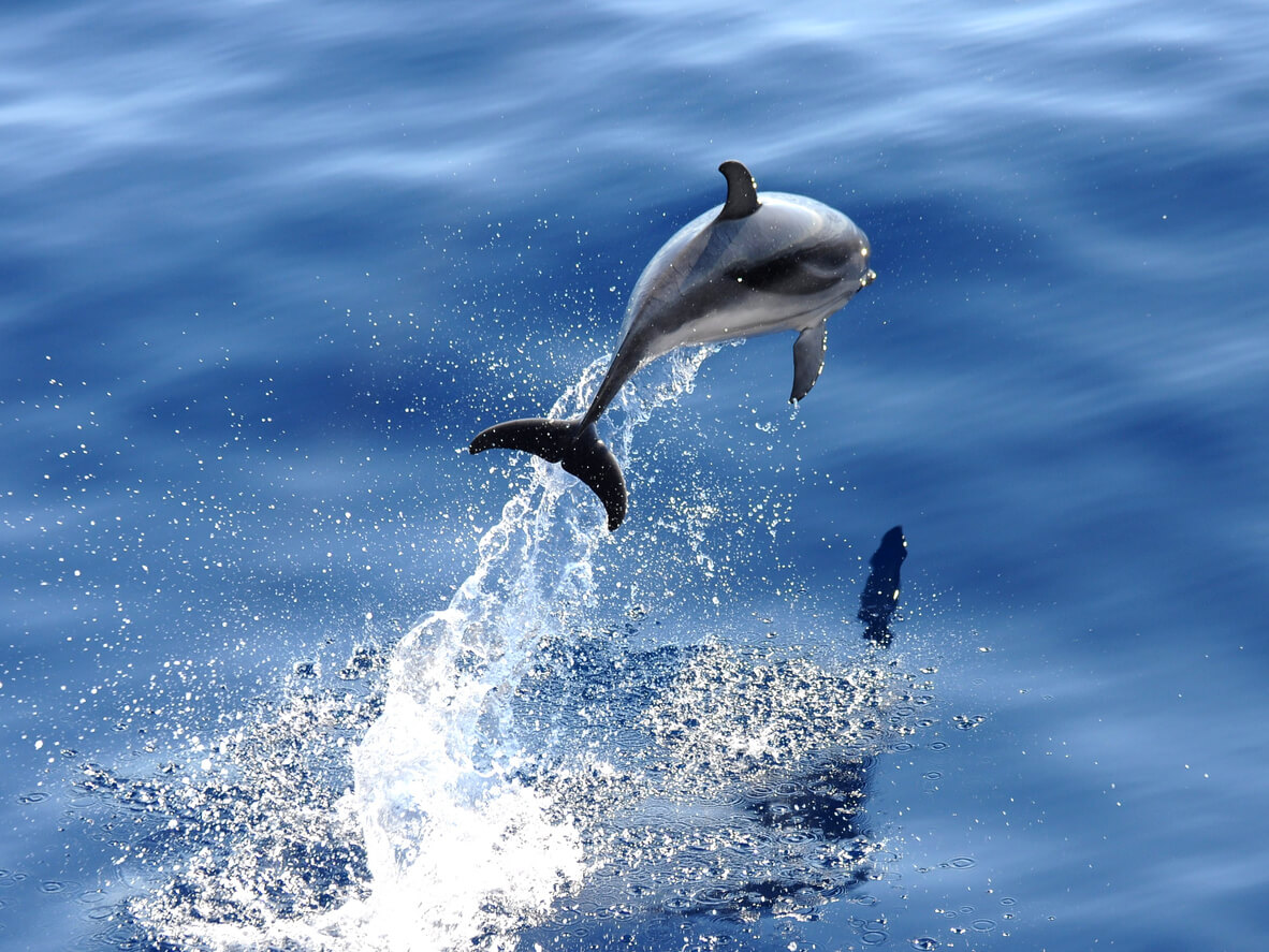 Dauphin dans le sanctuaire de Pelagos