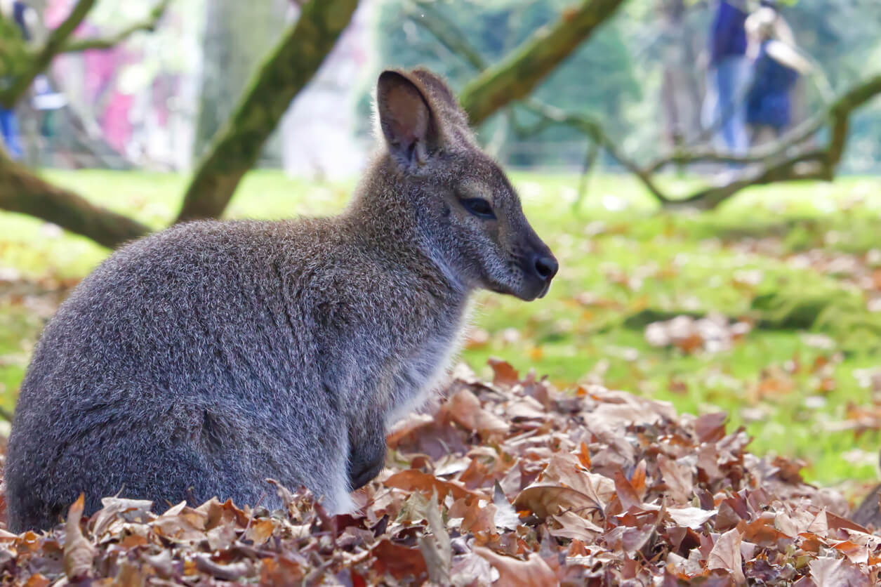 Wallabies de la forêt de Rambouillet