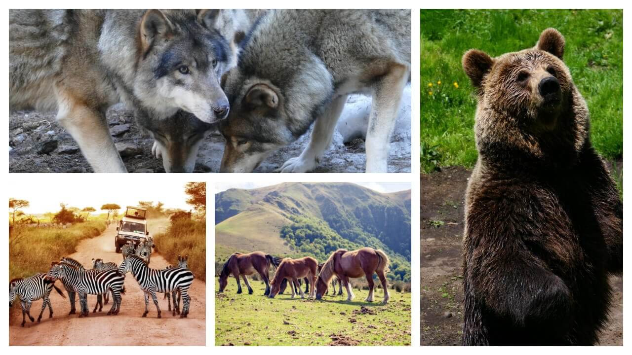 22 lieux où voir des animaux sauvages en France et dans le monde !