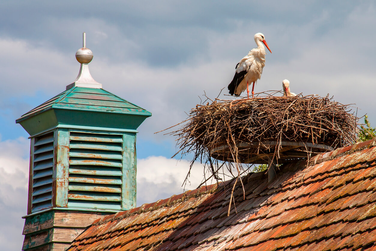 cigogne d’Alsace