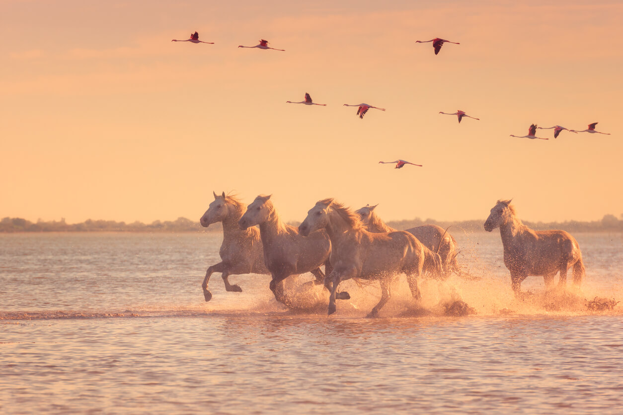 Les flamants roses et chevaux sauvages en Camargue