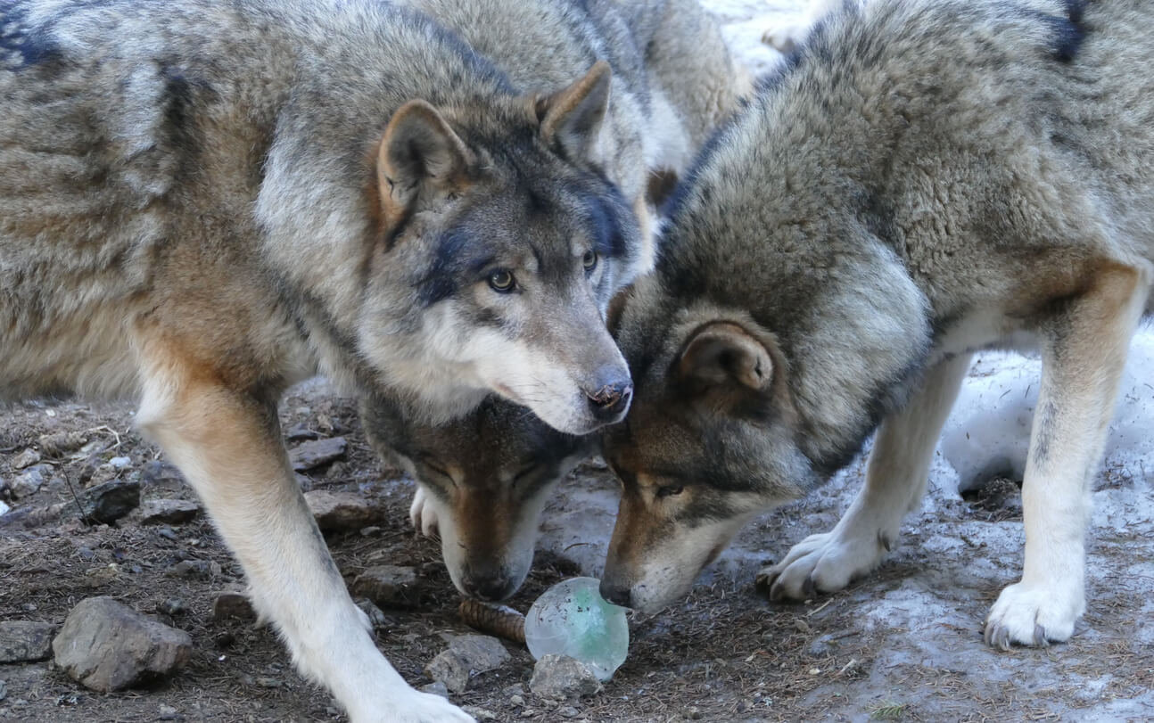 loups au sein du parc national du Mercantour