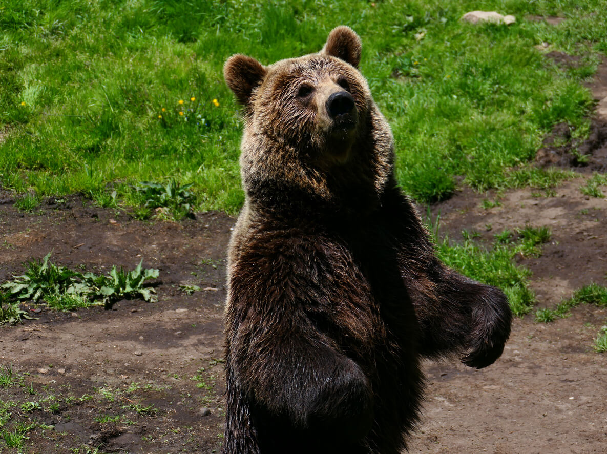 ours bruns en Occitanie