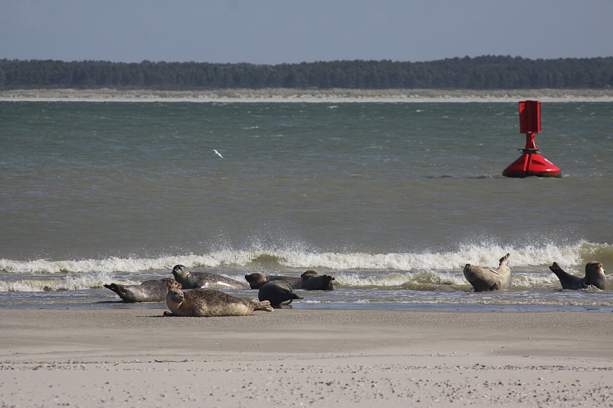 phoques de la baie de Somme