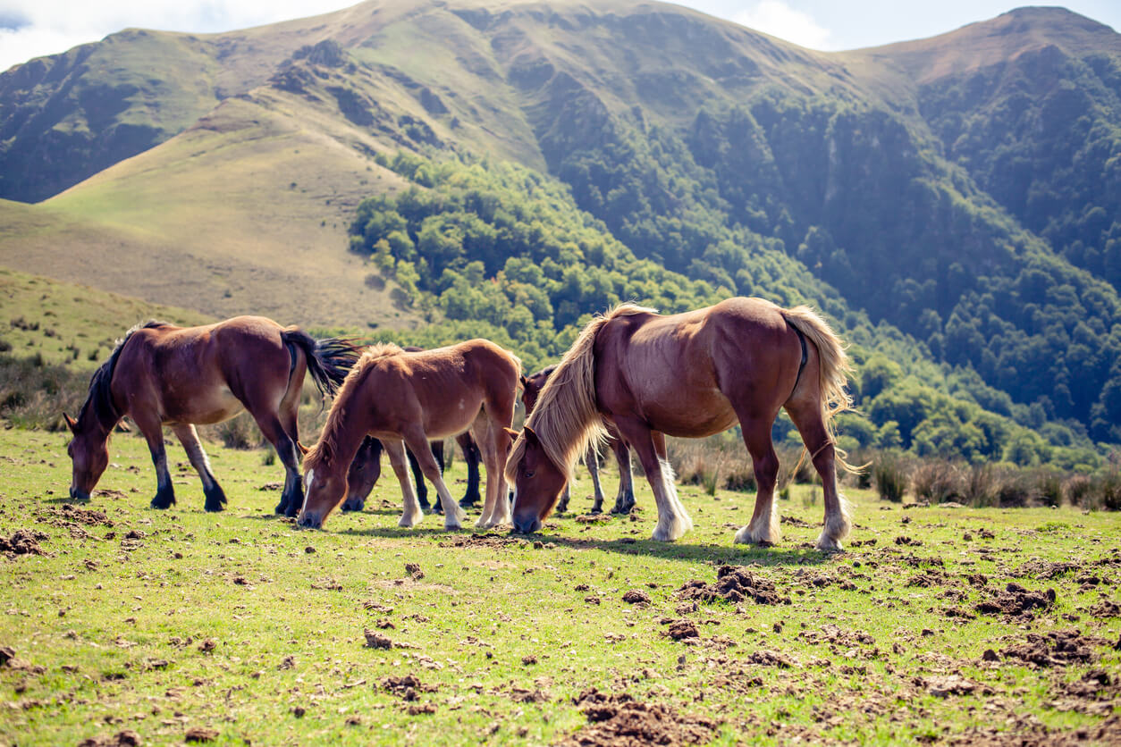 chevaux pottok du Pays basque