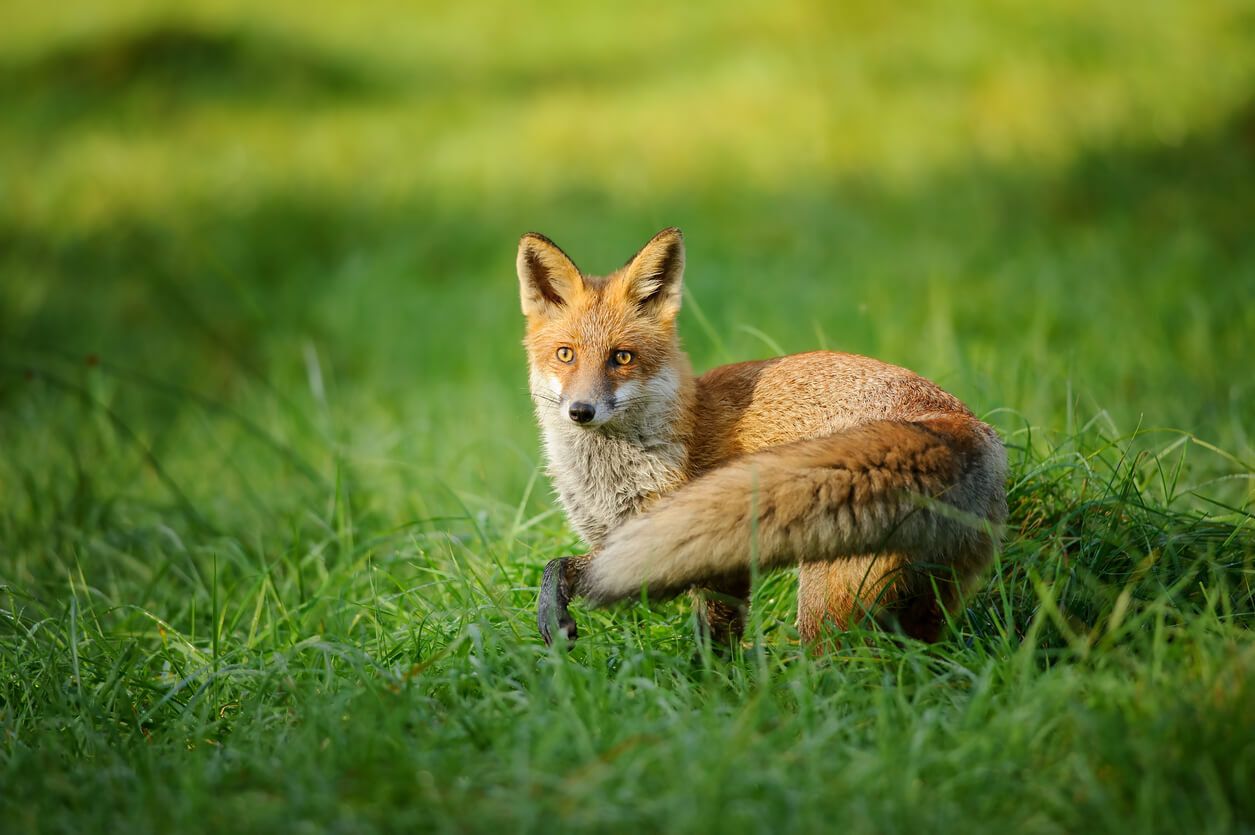 renard