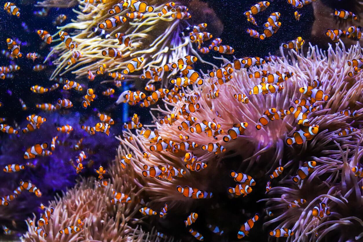 Les 10 meilleurs aquariums à visiter en France en famille !