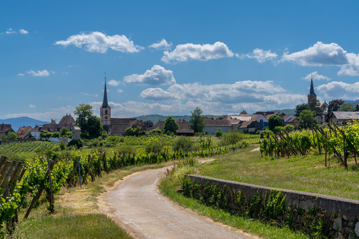 La route de campagne mène à travers les vignobles de Riesling au village historique de Mittelbergheim