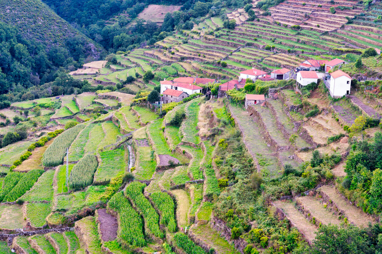 Culture du maïs en terrasses dans la vallée de la rivière Vez à Sistelo, Arcos de Valdevez au Portugal