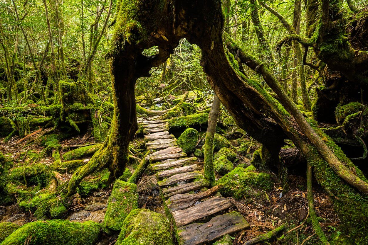 foret de cedres de yakushima kagoshima