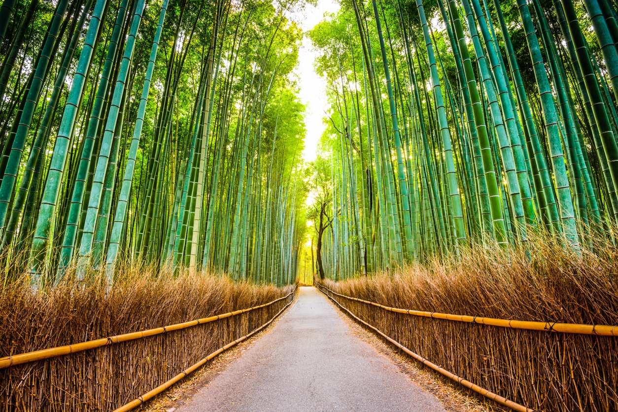 sagano bamboo forest kyoto