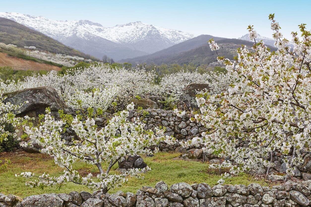 cerisiers en fleurs dans la vallee de jerte caceres