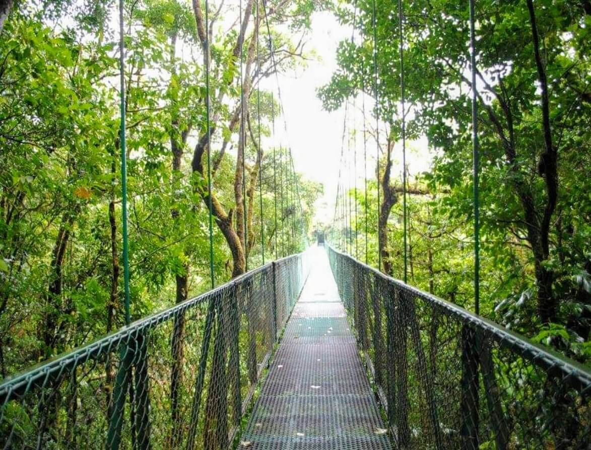 foret tropicale de monteverde