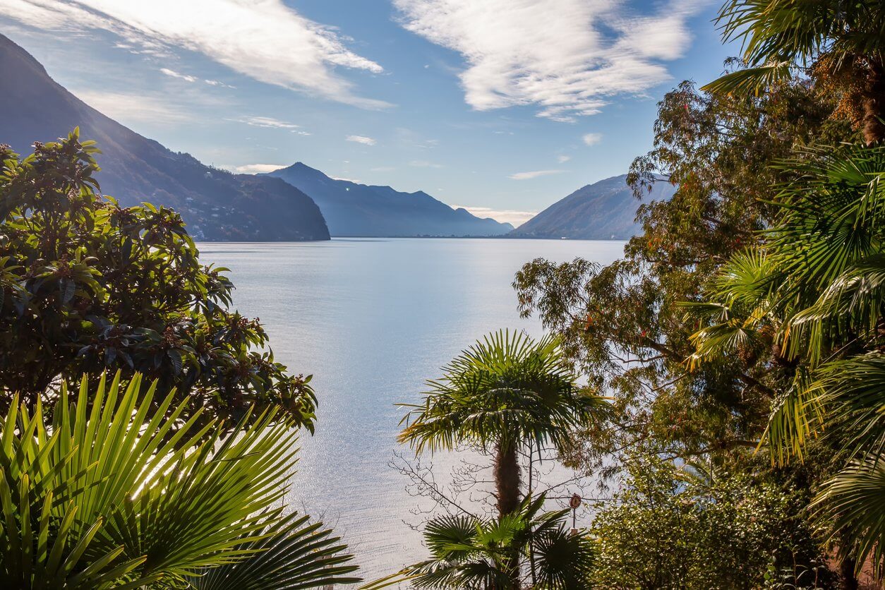 oliviers sur le lac de lugano