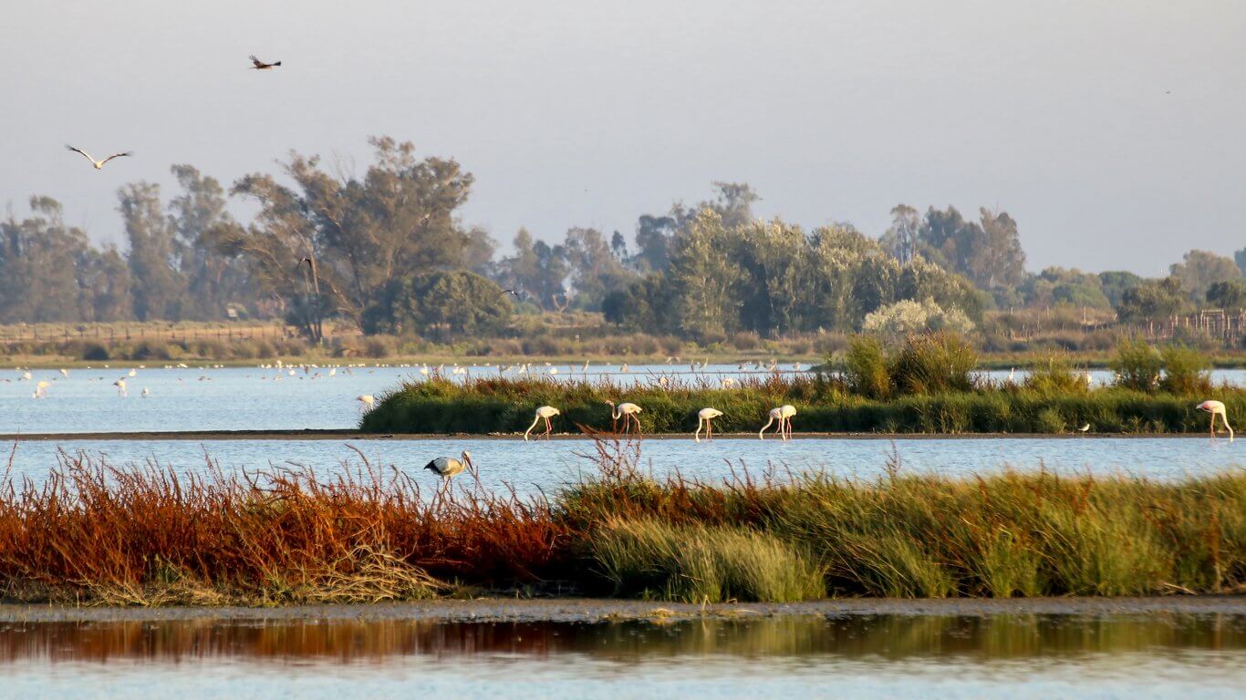 parc national de donana