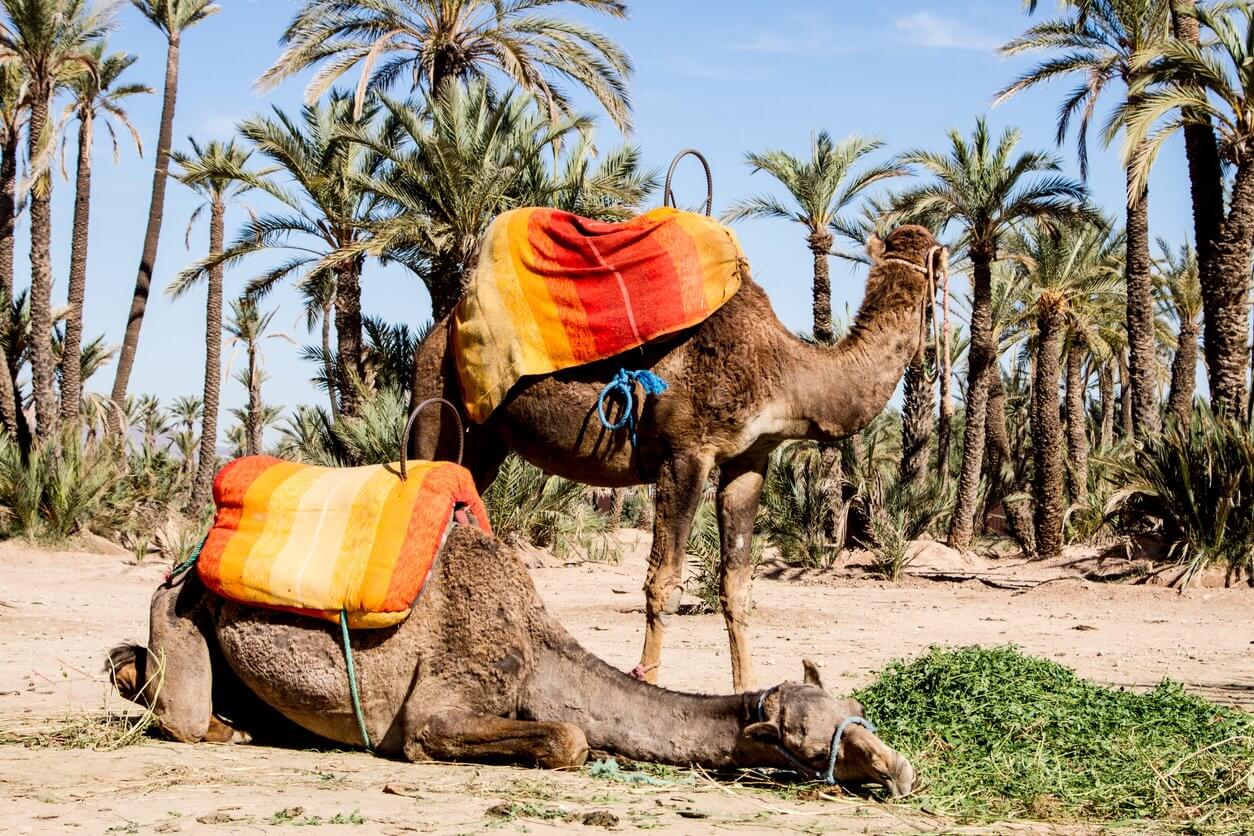 chameau dans la palmeraie