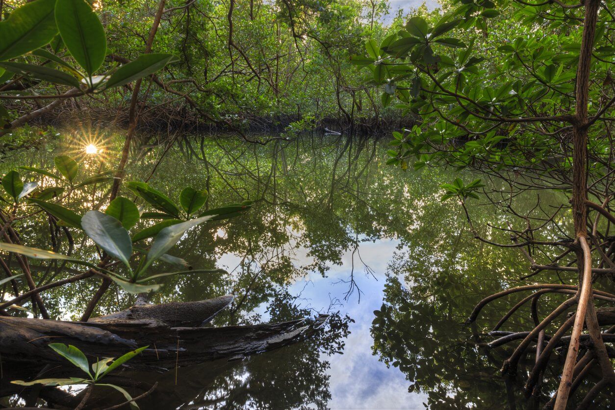 foret de mangrove qui entoure de la riviere oleta