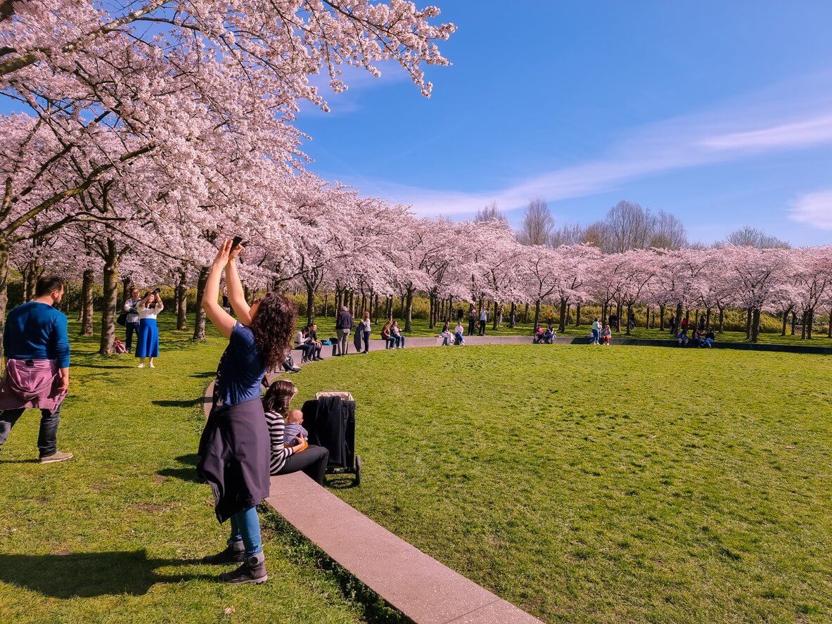 jardin japonais rose de fleur de cerise a amsterdam en pleine floraison bloesempark amsterdamse bos pays bas
