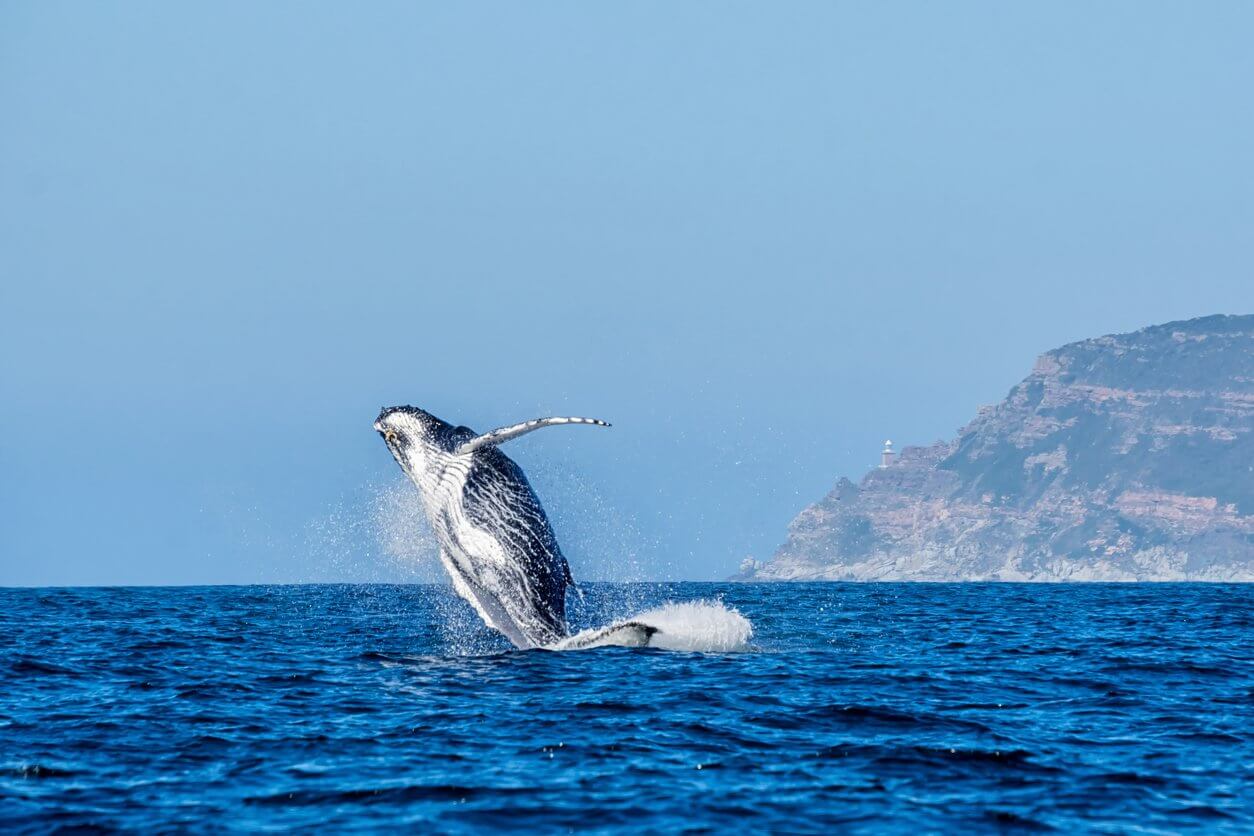 baleine a bosse afrique du sud