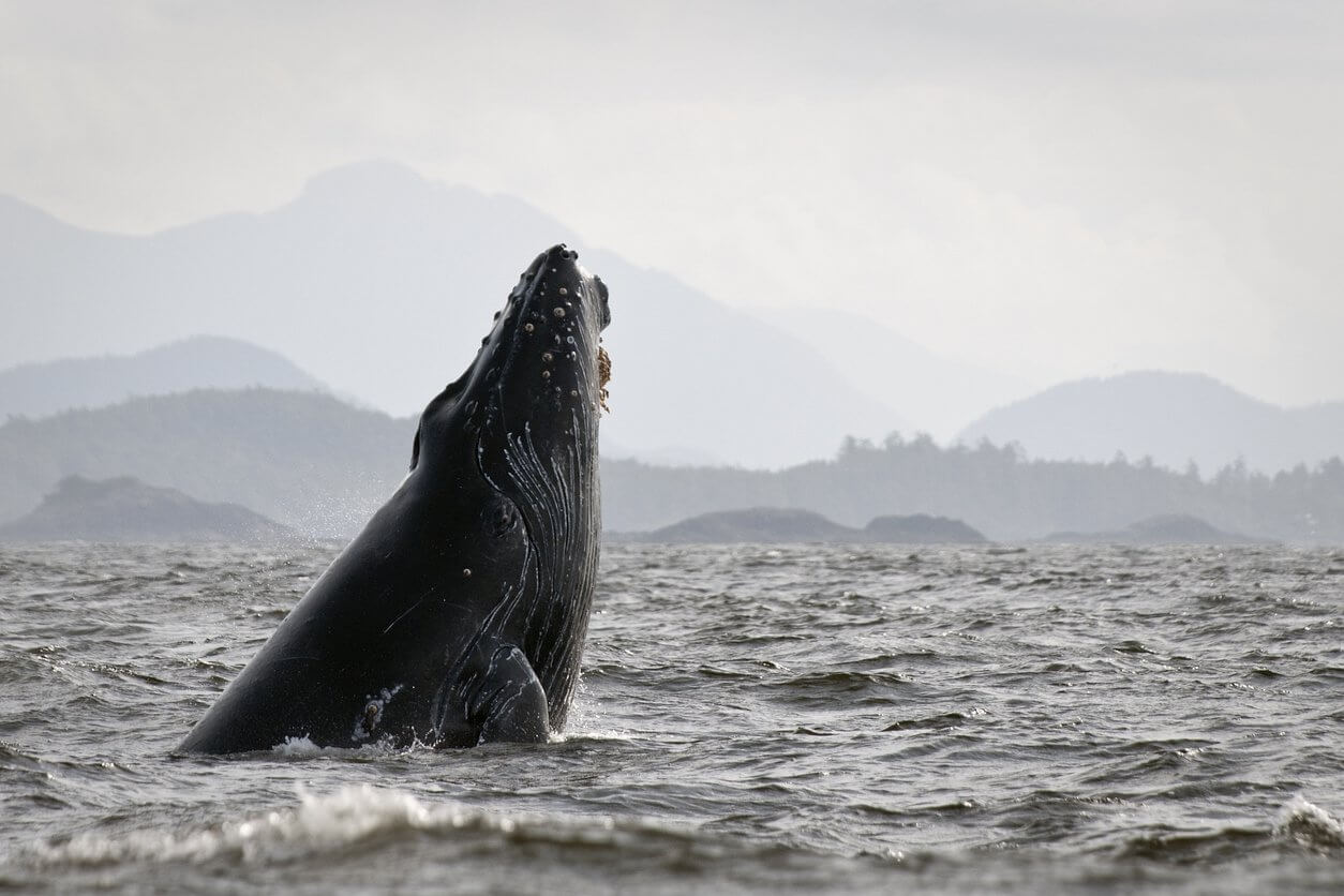 baleine a bosse canada