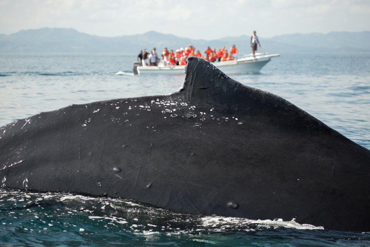 baleine a bosse et bateau touristique a samana