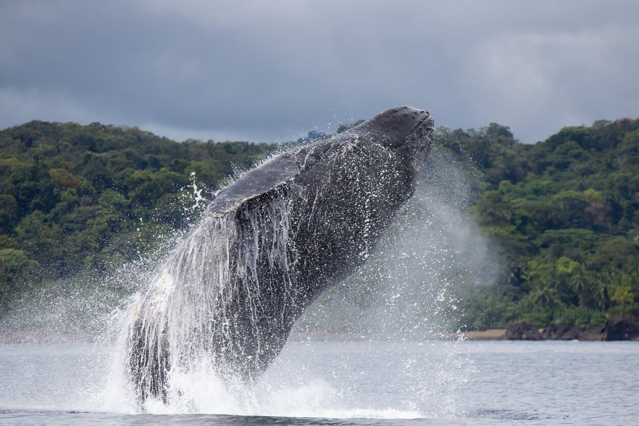 baleine a bosse sautant au dessus de leau colombie