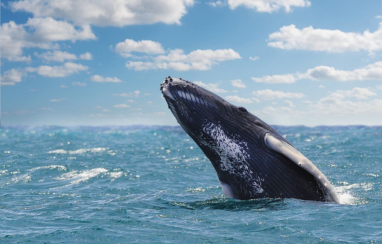 baleine a bosse saute hors de leau en republique dominicaine de samana