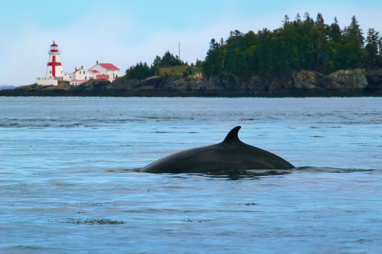 baleine baie de fundy au nouveau brunswick au canada