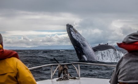 baleine canada