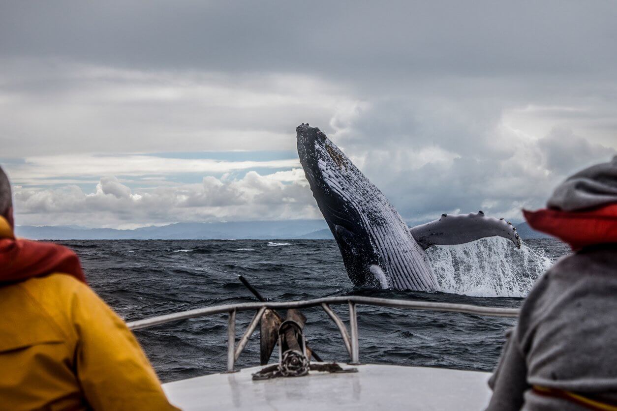 baleine canada
